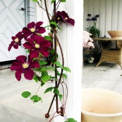 Espalier for stolpe