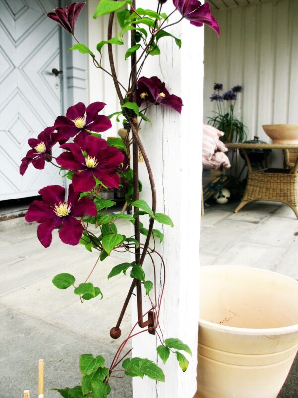Espalier for stolpe