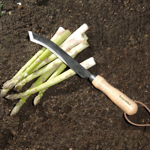 aspargus-knife-lifestyle