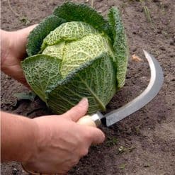 GTH-WTVEGKN-burgon-and-ball-tough-tools-vegetable-harvesting-knife-02