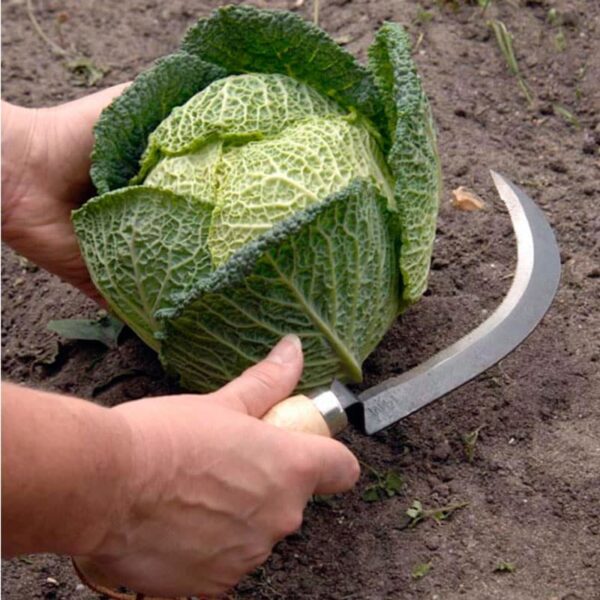 GTH-WTVEGKN-burgon-and-ball-tough-tools-vegetable-harvesting-knife-02