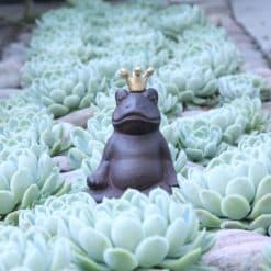 Buddha frosk