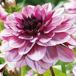 Dahlia Creme De Cassis Georgineknoll