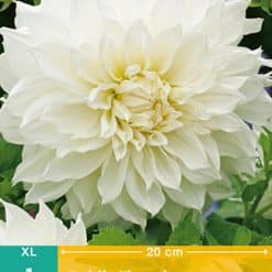 Dahlia Fleurel Georgineknoll