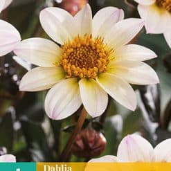 Dahlia Happy Days cream white Georgineknoll
