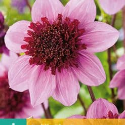 Dahlia Blue Bayou Georgineknoll