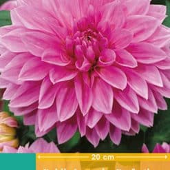Dahlia Lavender Perfection Georgineknoll