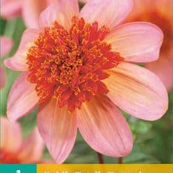 Dahlia Totally Tangerine Georgineknoll