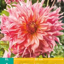 Dahlia Penhill Watermelon Georgineknoll