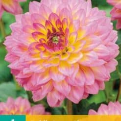Dahlia Jowey Gipsy Georgineknoll
