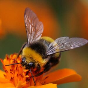 Insekthus og biekasser