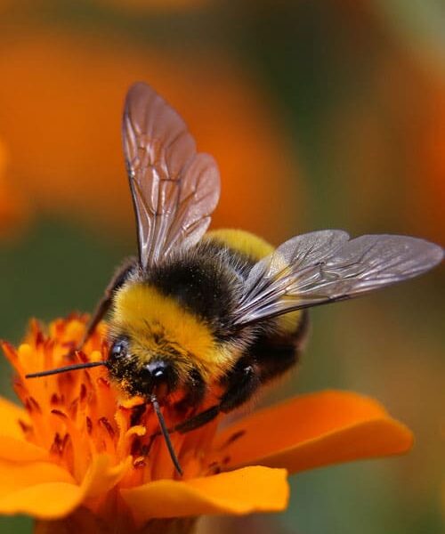 Insekthus og biekasser
