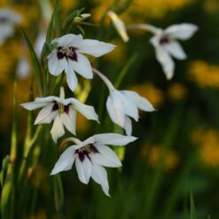 Duftgladiol -