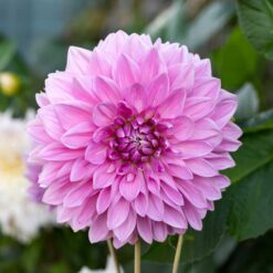 Dahlia lavender perfection