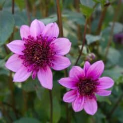 Dahlia Blue Bayou