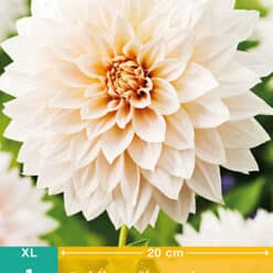 Dahlia Cafe Au Lait