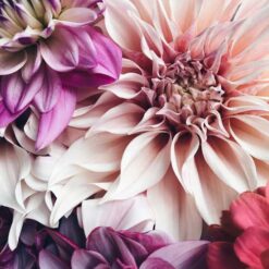 Knoller og blomsterløk