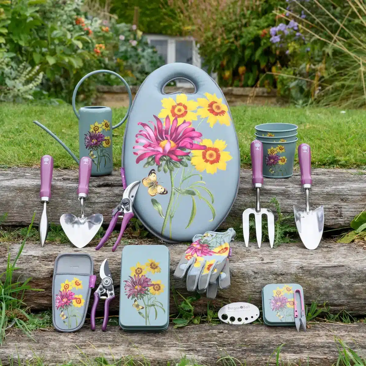 Hagehansker Asters - Bilde 2
