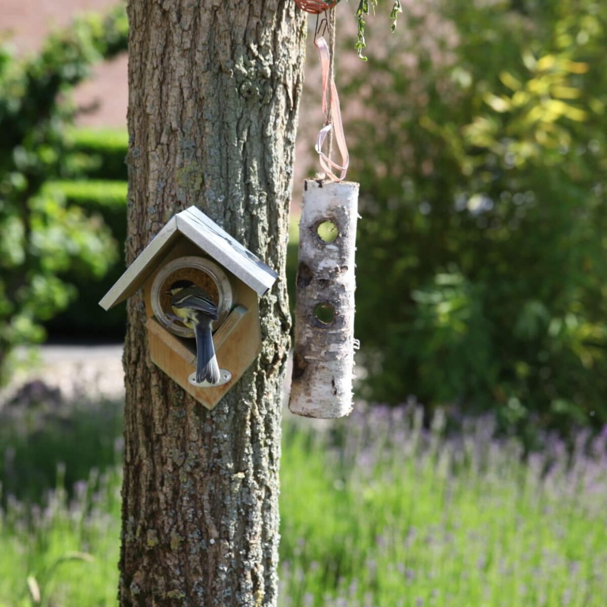 Hus til peanøttsmør med sinktak - Bilde 5