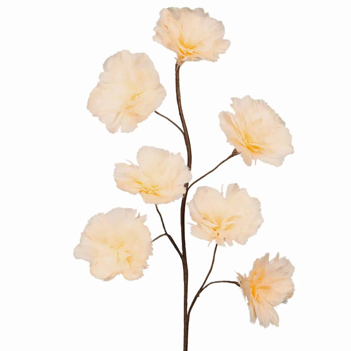 Kvist med fjærblomster aprikos