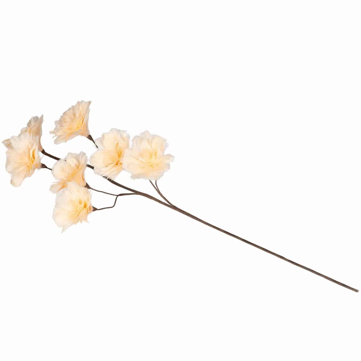 Kvist med fjærblomster aprikos - Bilde 2