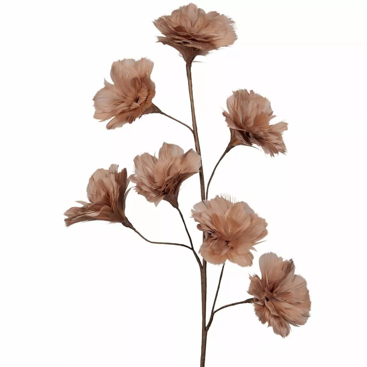 Kvist med fjærblomster brun