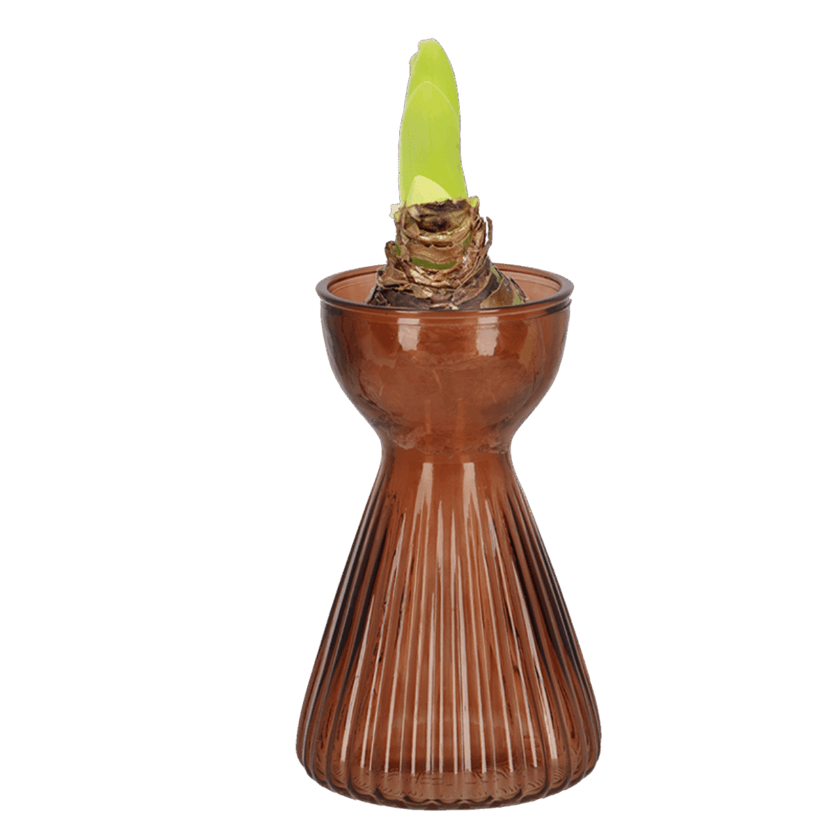 Vase til amaryllis - Bilde 4