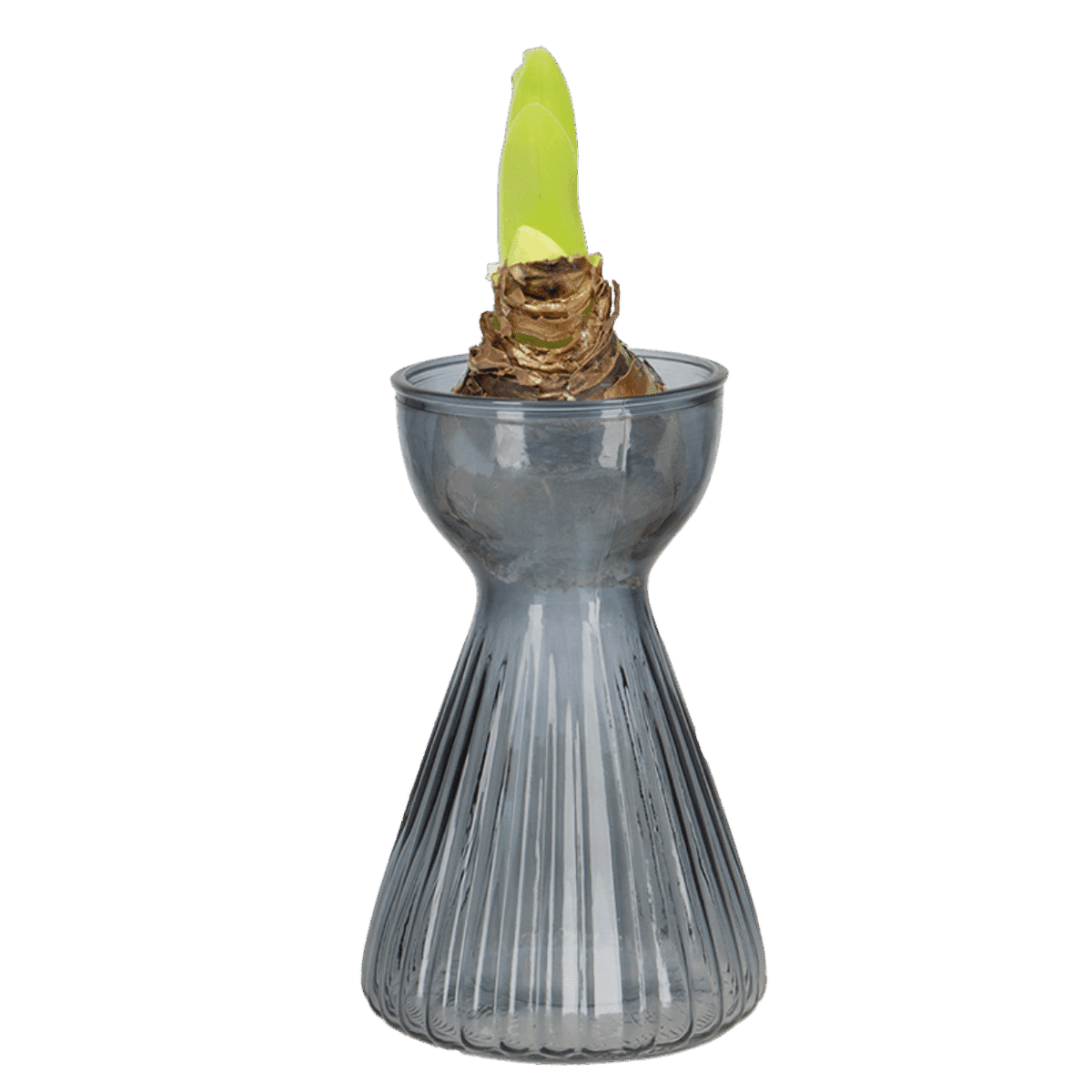 Vase til amaryllis - Bilde 2