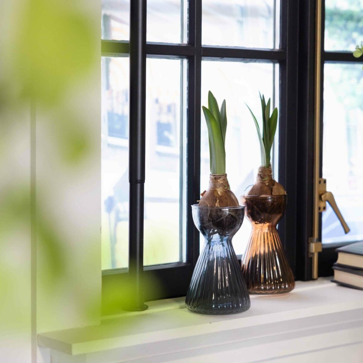 Vase til amaryllis