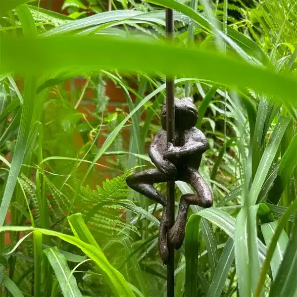 Regnmåler Klatrende frosk - Bilde 3