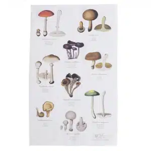 mushrooms