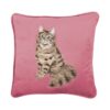feline fabulous